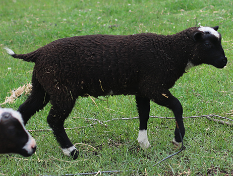 lamb26